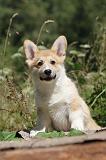 CORGI PEMBROKE 217